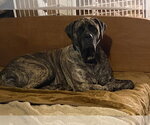 Small #1 Mastiff