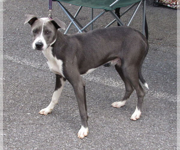 Medium Photo #12 Mutt Puppy For Sale in Rockaway, NJ, USA