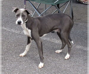 Blue Steele - Male Mutt Dog for Adoption - Photo #12