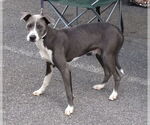 Small #11 Mutt