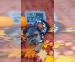 Small Photo #50 Yorkshire Terrier Puppy For Sale in AKRON, OH, USA