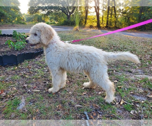 Medium Photo #1 Goldendoodle Puppy For Sale in AIKEN, SC, USA