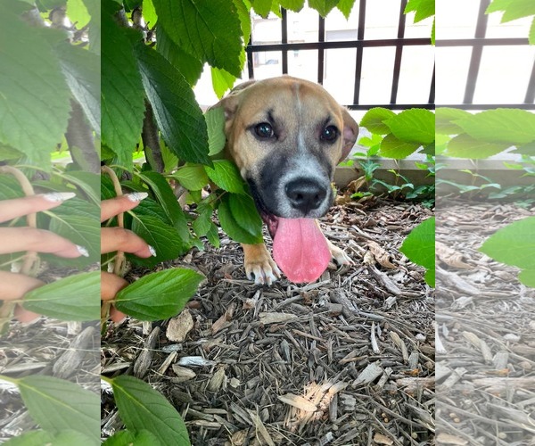 Medium Photo #6 Mutt Puppy For Sale in Derwood, MD, USA