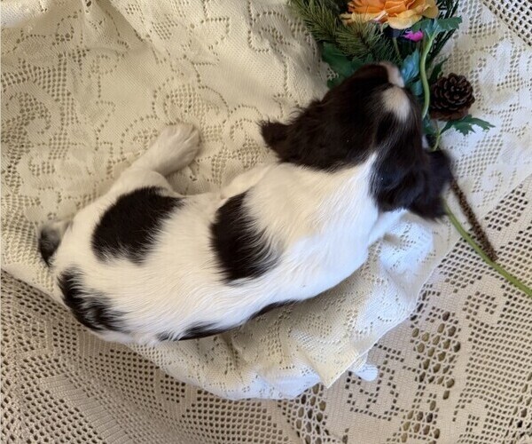 Medium Photo #4 English Springer Spaniel Puppy For Sale in OWEN, WI, USA