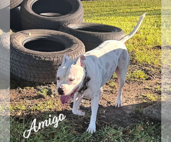 Medium Photo #6 American Staffordshire Terrier-Staffordshire Bull Terrier Mix Puppy For Sale in HOUSTON, TX, USA