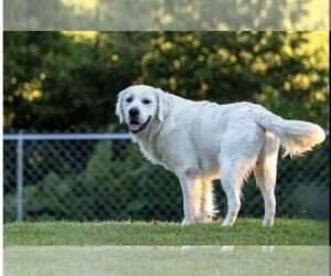 Father of the English Cream Golden Retriever puppies born on 04/30/2025