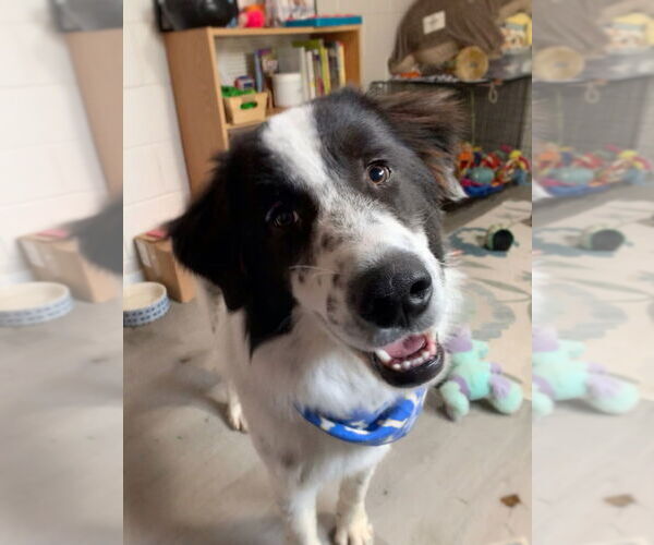 Medium Photo #2 Mutt Puppy For Sale in San Leon, TX, USA