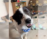 Small #1 Mutt