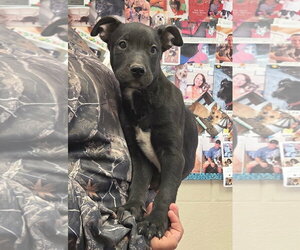 Labrador Retriever-Unknown Mix Dogs for adoption in Amarillo, TX, USA