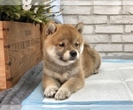 Small Photo #13 Shiba Inu Puppy For Sale in LOS ANGELES, CA, USA