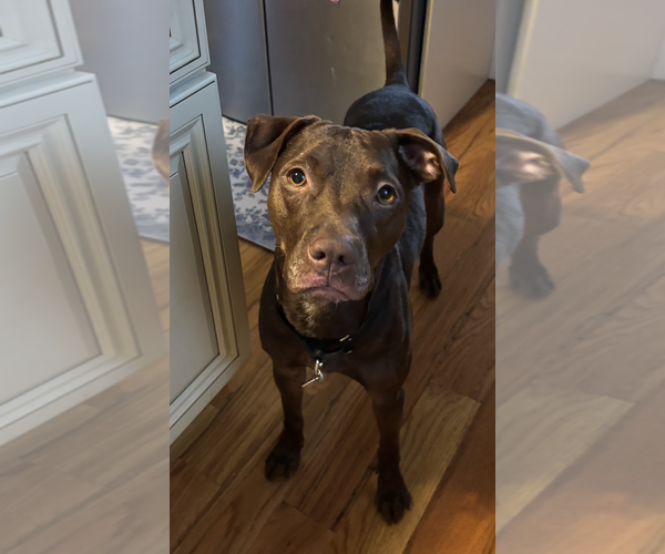 Medium Photo #2 American Staffordshire Terrier-Labrador Retriever Mix Puppy For Sale in Oakhurst, NJ, USA