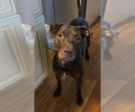 Small #1 American Staffordshire Terrier-Labrador Retriever Mix