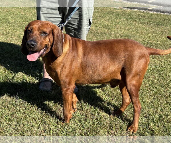 Medium Photo #1 Bloodhound Puppy For Sale in Rustburg, VA, USA