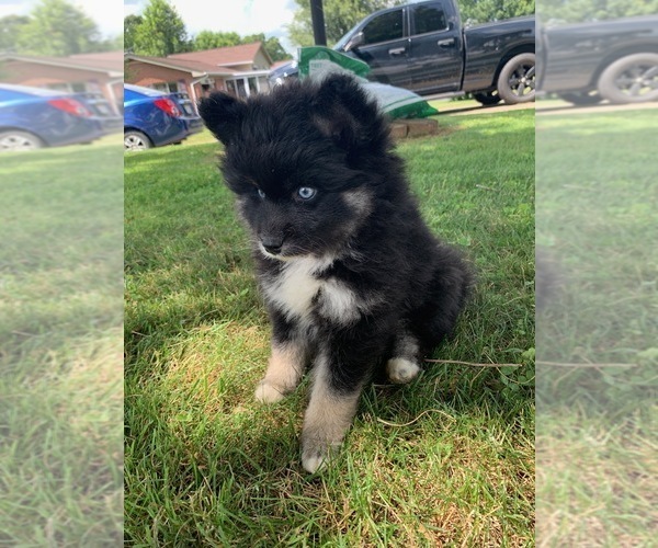 Medium Photo #9 Pomsky Puppy For Sale in WHEELERSBURG, OH, USA