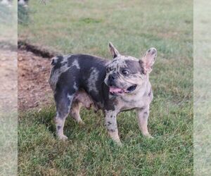 Mother of the French Bulldog puppies born on 06/19/2025