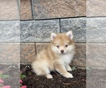 Image preview for Ad Listing. Nickname: PaddyPomeranian