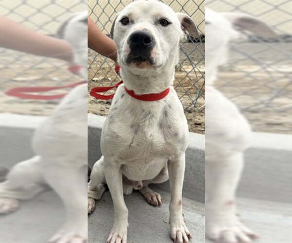 Medium Photo #2 Mutt Puppy For Sale in San Bernardino, CA, USA