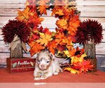 Puppy Horton Chihuahua