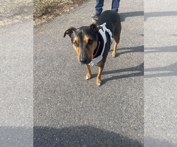 Medium Photo #3 Mutt Puppy For Sale in Chester, NJ, USA