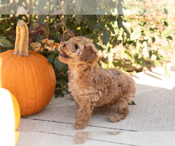 Medium Photo #4 Poodle (Miniature) Puppy For Sale in NAPPANEE, IN, USA
