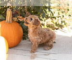 Teddy - Male Poodle (Miniature) Puppy for Sale - Photo #4