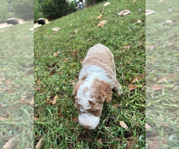 Medium Photo #3 Bernedoodle (Miniature) (+ Poodle Miniature) Puppy For Sale in TRAVELERS REST, SC, USA