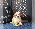 Small #2 Poochon