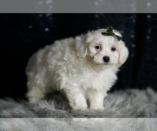 Medium Photo #4 Maltipoo (Miniature) Puppy For Sale in WARSAW, IN, USA