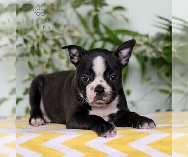 Medium Photo #3 Boston Terrier Puppy For Sale in EAST EARL, PA, USA