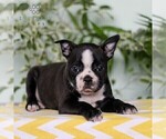 Small Photo #3 Boston Terrier Puppy For Sale in EAST EARL, PA, USA