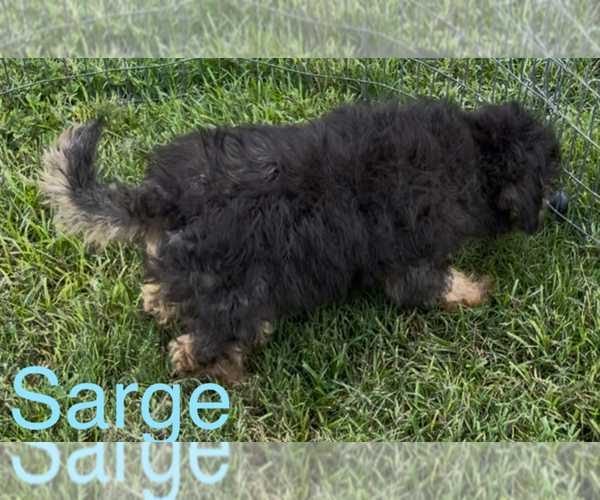 Medium Photo #2 Poodle (Toy)-Yorkshire Terrier Mix Puppy For Sale in AZLE, TX, USA