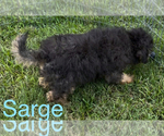 Small #1 Poodle (Toy)-Yorkshire Terrier Mix