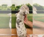 Small Photo #5 Great Dane Puppy For Sale in SELLERSBURG, IN, USA