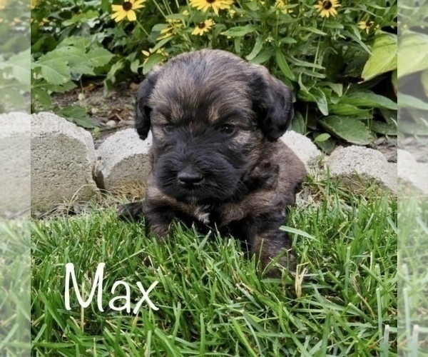 Medium Photo #12 Miniature Labradoodle Puppy For Sale in CLARE, MI, USA