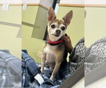 Small #30 Chihuahua Mix