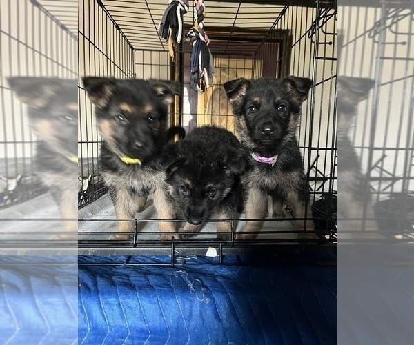 Medium Photo #10 German Shepherd Dog Puppy For Sale in SUMPTER TWP, MI, USA