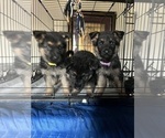 Small Photo #10 German Shepherd Dog Puppy For Sale in SUMPTER TWP, MI, USA