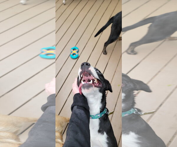 Medium Photo #6 Mutt Puppy For Sale in Sandy, UT, USA