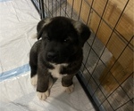 Small Photo #14 Akita Puppy For Sale in ONTARIO, OR, USA
