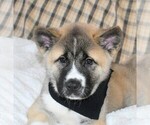 Small Photo #9 Akita Puppy For Sale in COLLINSVILLE, OK, USA