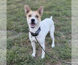 Chihuahua-Unknown Mix Dogs for adoption in Modesto, CA, USA