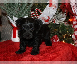 Yorkipoo Puppy for sale in GIRARD, KS, USA