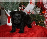 Small Yorkipoo