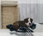 Small Photo #5 Boxer Puppy For Sale in SHIPSHEWANA, IN, USA
