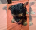 Puppy Puppy 2 Biewer Yorkie