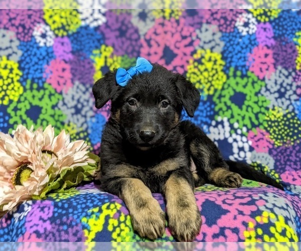 Medium Photo #6 German Shepherd Dog Puppy For Sale in LINCOLN UNIVERSITY, PA, USA