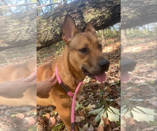 Medium Photo #3 Mutt Puppy For Sale in Frenchburg, KY, USA