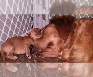 Golden Retriever Puppy for sale in GENESEO, IL, USA