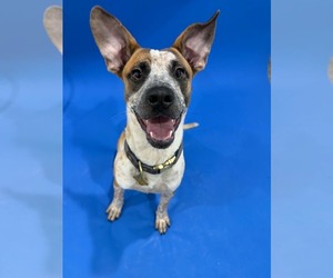 Mutt Dogs for adoption in Sandy, UT, USA