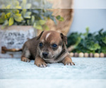 Small #1 Chihuahua-Chorkie Mix